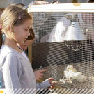 Herbstmarkt Rankweil - Tausende Besucher