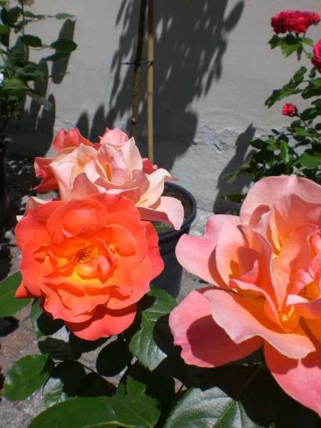 CIMG0574.JPG