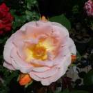 CIMG0575.JPG
