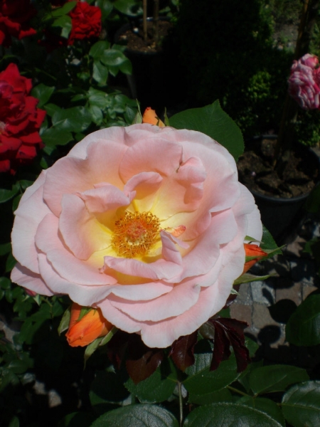 CIMG0575.JPG