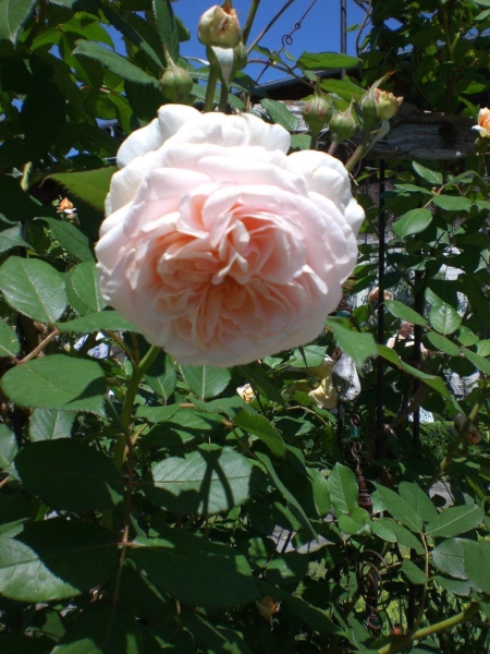 CIMG0644.JPG