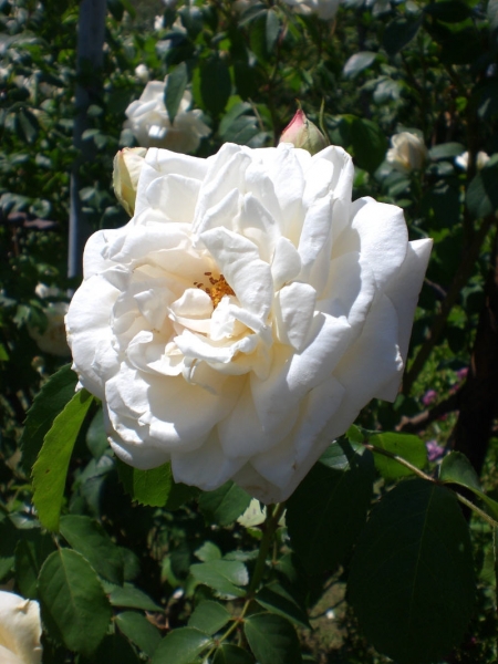 CIMG0657.JPG