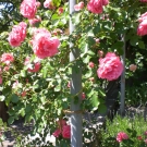 CIMG0669.JPG