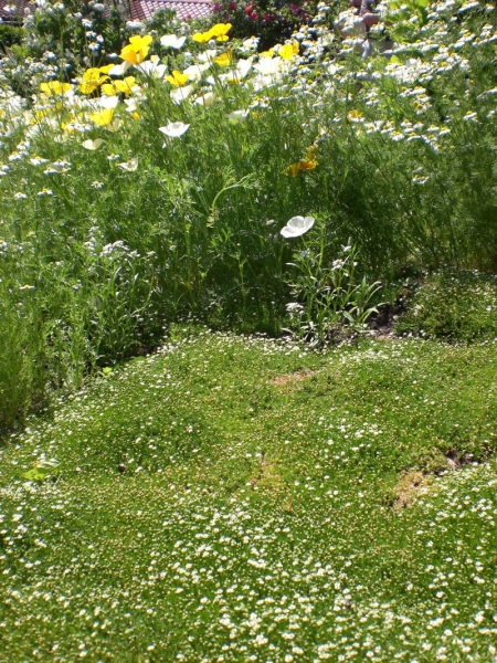 CIMG0671.JPG