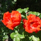 CIMG0678.JPG