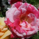 CIMG0684.JPG
