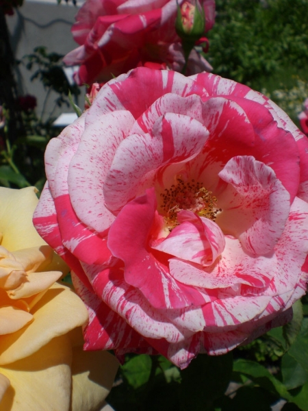 CIMG0684.JPG