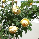 CIMG0697.JPG