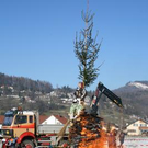 3176706.jpg