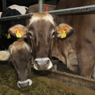 Milchkühe am Hof von Helgar Gerer