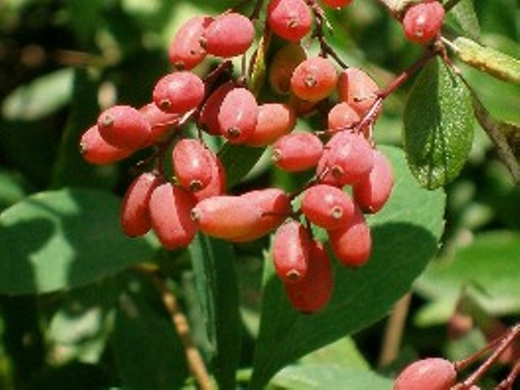 berberitze-02.jpg