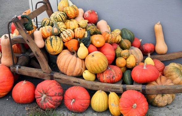 Herbst_K__rbis.jpg