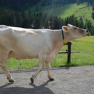Essen in der kleinbäuerlichen Kultur