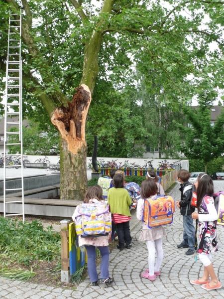 Platane VI.JPG