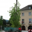 Platane XIV.JPG