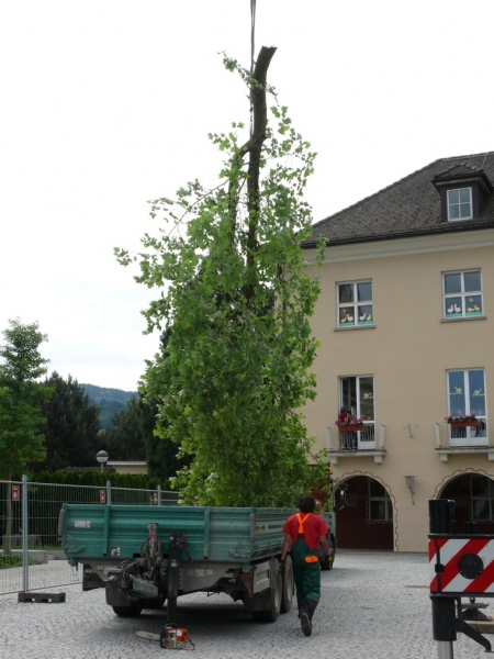 Platane XIV.JPG