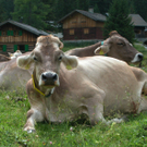 Kulinarisches aus der bäuerlichen Küche