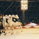 zir04.JPG