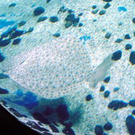 835005.jpg