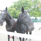 Mehrerau 2009 244.jpg