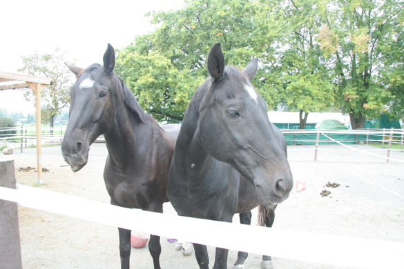 Mehrerau 2009 244.jpg