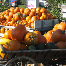 IMG_7332.JPG