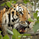 Kanada: Tiger ging auf Einbrecher im Zoo los 