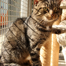 Vermittlungstier: Kater Gone