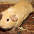 Vermittlungstier: Meerschweinchen Gerwin