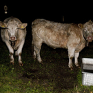 VU __bersax_PKW-Kuh 23.JPG