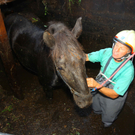 Rettungsaktion: Pferd in Frastanz in Jauchegrube gestürzt