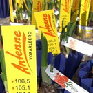 ANTENNE VORARLBERG: 10.000 gelbe Frühlingsboten fürs Ländle in Dornbirn