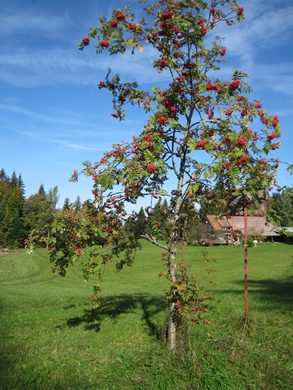 PfaenderAnsichtenHerbst _23_.jpg