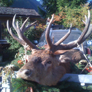 Platzhirsch "Joker" wurde enthauptet