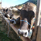 Viehprämierung 2009 im Kleinwalsertal