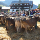 Viehpr__mierung 09 _3_.JPG