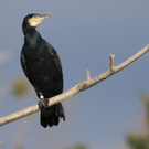 Kormoran ist Vogel des Jahres