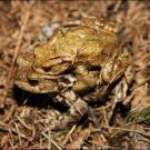 Amphibien – Schutzaktion am Levner Weiher