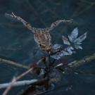 Männchen im Wasser