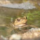 Männchen schaut aus dem Wasser
