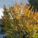 Buche vor der Kirche.JPG