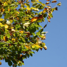 Buntes Laub 07_10_09.JPG