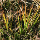 Gr__ser 09_10_09.JPG