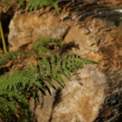 Holzstamm 07_10_09.JPG