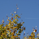 Laub mit Flugzeug - Hintergrund 07_10_09.JPG
