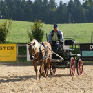 Bilder vom Tag des Pferdes