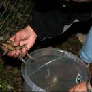 tierschutzgerechter Fang