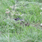 normal_19082010vubab8ffaktivnews_010.jpg