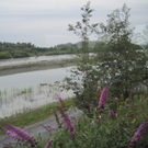 IMG_4202_JPG-1282211551