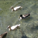 HK_Weiher _20_.jpg
